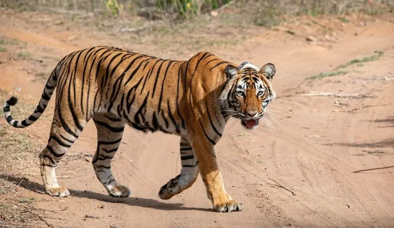Sariska Tiger Reserve Complete Guide